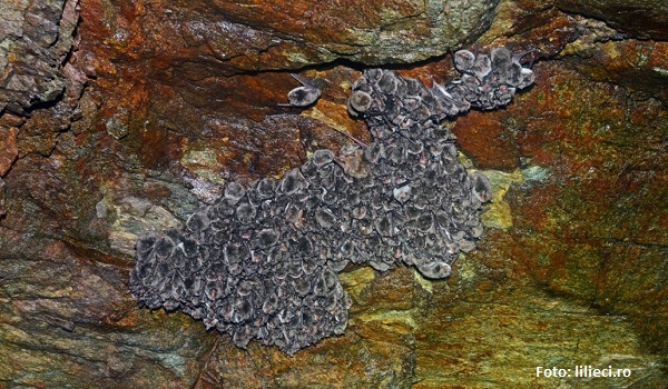 Liliecii din Serbia hibernează în peşterile din Parcul Naţional Semenic-Cheile Caraşului