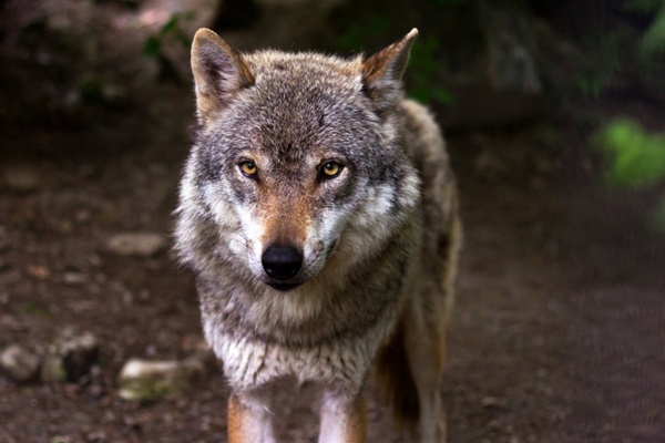 Imagini cu lupii din Parcul Național Defileul Jiului. "Pentru că forța haitei stă în lup și forța lupului stă în haită" - Video