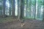 Imagini foarte rare, surprinse în Parcul Național Semenic – Cheile Carașului. Șase pui de lup, împreună cu doi lupi adulți (video)