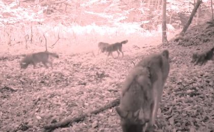 De obicei ”scumpi la vedere”, câțiva lupi au fost filmați în Banat