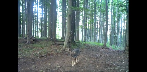 Imagini foarte rare, surprinse în Parcul Național Semenic – Cheile Carașului. Șase pui de lup, împreună cu doi lupi adulți (video)