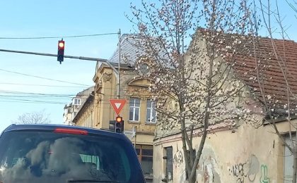 Magnolii înflorite la Timișoara, un strop de speranţă...
