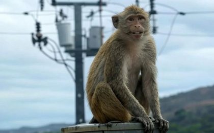 O maimuță a provocat o pană de curent în toată Sri Lanka