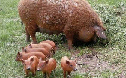 Un fermier din vestul țării este cel mai mare crescător de porci Mangaliţa din România