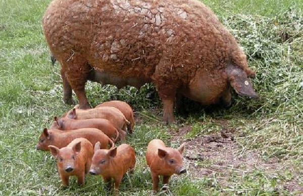 Un fermier din vestul țării este cel mai mare crescător de porci Mangaliţa din România