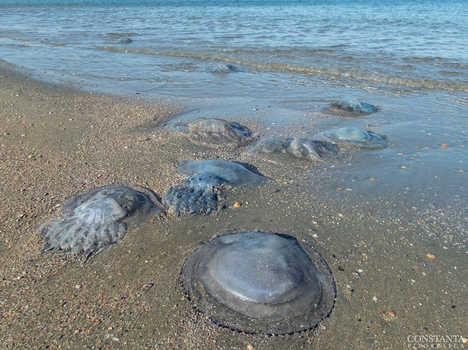 Invazie de meduze pe litoralul românesc. Turiștilor le e urât să intre în mare. VIDEO!
