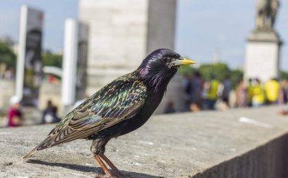 Mierlele din zonele urbane au început să imite sunetele scoase de unele trotinete electrice