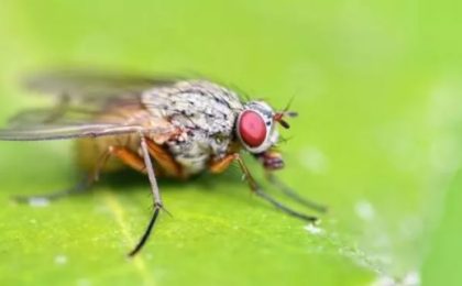 Invazie de insecte în România, din cauza secetei. Cea mai gravă situație este în Caraș Severin