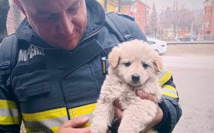 Norocel a fost salvat din calea flăcărilor! 2 Norocel a fost salvat din calea flăcărilor!