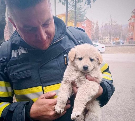 Norocel a fost salvat din calea flăcărilor!