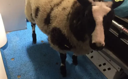 Un român băut a furat o oaie dintr-o grădină zoologică din Olanda