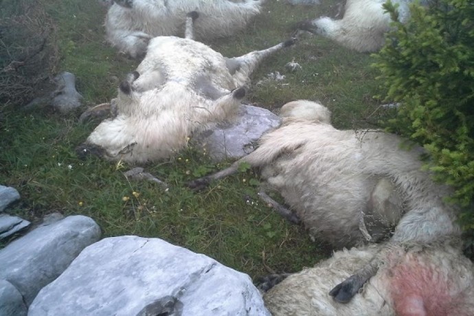 Transplant Soar digit Lupii şi şacalii au atacat mai multe turme de oi din Timiş
