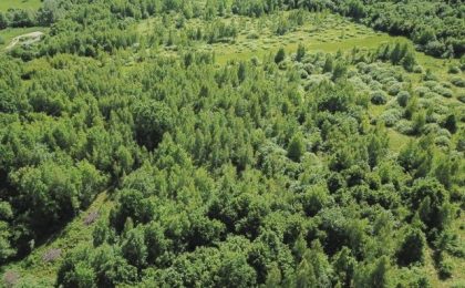 Doar 12% din suprafața județului Timiș este împădurită. Subprefectul face apel la primari să găsească terenuri care pot fi împădurite