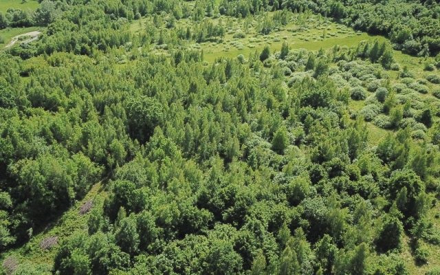 Doar 12% din suprafața județului Timiș este împădurită. Subprefectul face apel la primari să găsească terenuri care pot fi împădurite