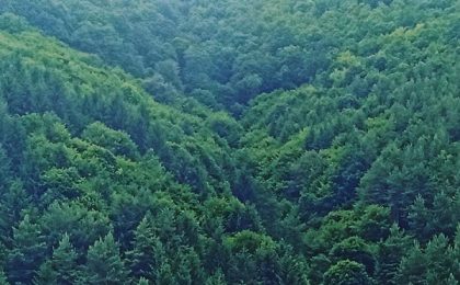Fondul forestier din România va fi supravegheat și prin satelit