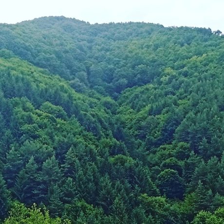 Fondul forestier din România va fi supravegheat și prin satelit