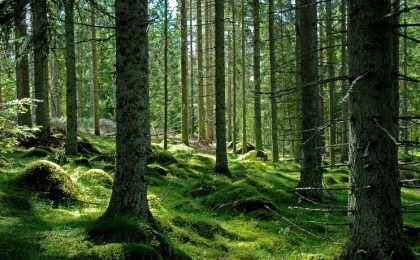 Statul român și-a pierdut o jumătate din păduri în ultimii 20 de ani