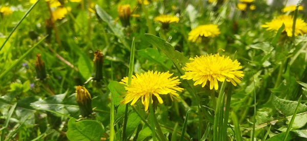 Soare în weekend, dar temperaturile vor scădea săptămâna viitoare