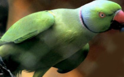 Criminal prins după ce un papagal i-a repetat numele
