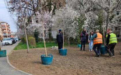 Plantele din Pepinieră vor ajunge în 4 locații din Timișoara