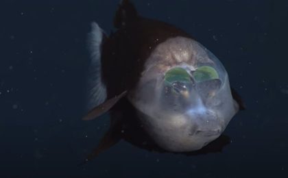 Un pește venit parcă de pe altă lume a fost filmat în adâncuri. Are capul transparent și ochii bulbucați și fluorescenți