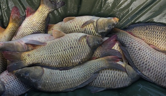 Peste 100 de kilograme de peşte au găsit poliţiştii în portbagajul unei maşini oprite în trafic pe un drum din Banat