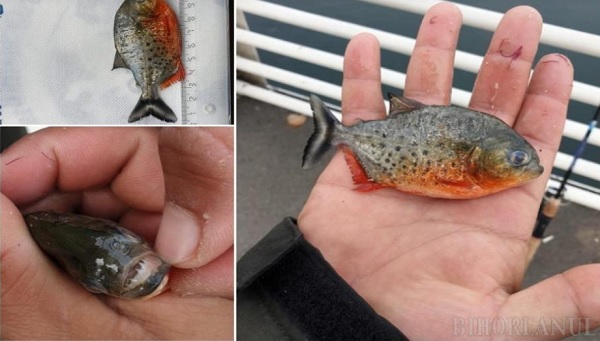 Pește Piranha, extrem de agresiv, găsit în apele Crișului Repede. Garda de Mediu face anchetă: "Este îngrijorător"