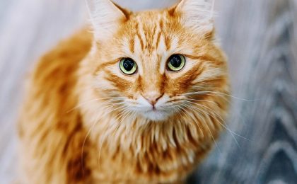 Secretul pisicilor portocalii, descoperit în sfârșit după 60 de ani de căutări
