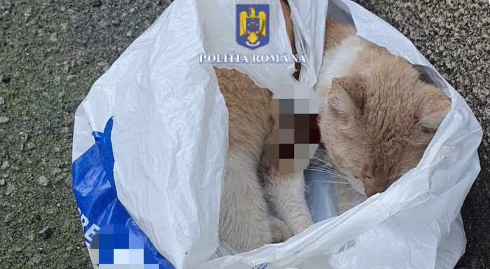 Cruzime fără margini! Pisică rănită, abandonată pe stradă într-o pungă