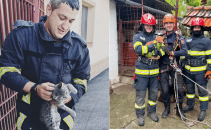 8 august, Ziua Internațională a Pisicii. Prin ce cazne trec pompierii din vestul țării pentru a salva felinele, unele dintre cele mai îndrăgite animale de companie ale românilor