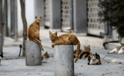 Invazie de pisici în Cipru: un milion de feline pentru un milion de locuitori