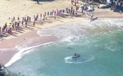 Două plaje populare din Sydney au fost închise. Câţiva rechini au atacat un delfin. Video