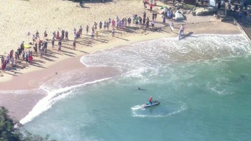 Două plaje populare din Sydney au fost închise. Câţiva rechini au atacat un delfin. Video