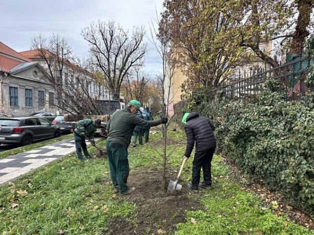 plantare-arbori-horticultura-614x460.jpg