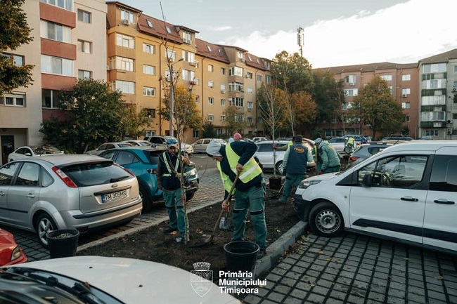 Peste 2.500 de arbori vor fi plantați în această toamnă în Timișoara
