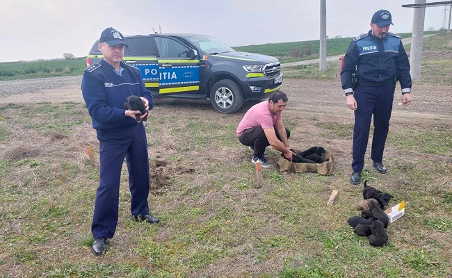 14 căţeluşi abandonaţi pe un câmp de lângă Timişoara, salvaţi de poliţişti şi câţiva iubitori de animale