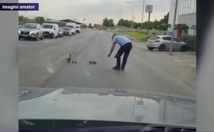 Un polițist a oprit traficul pentru a ajuta câteva rățuște să traverseze strada (video)