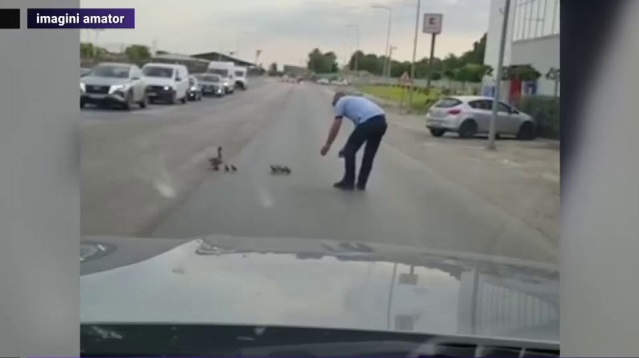 Un polițist a oprit traficul pentru a ajuta câteva rățuște să traverseze strada (video)