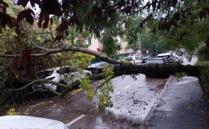 Stradă blocată la Timișoara, după ce un pom a căzut peste șosea și o mașină