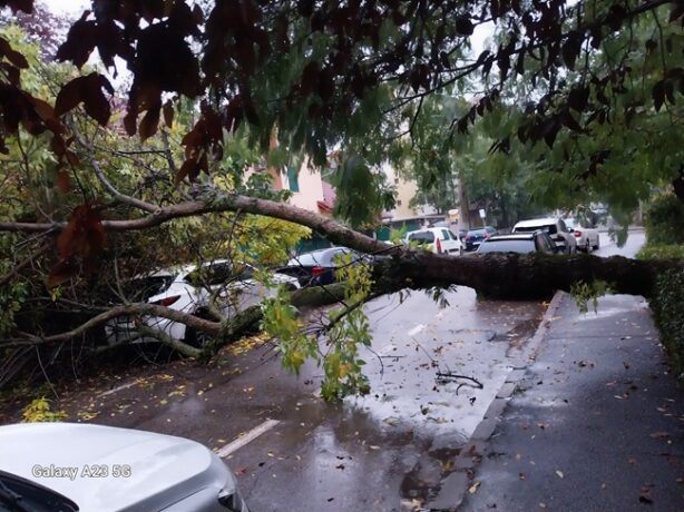 Stradă blocată la Timișoara, după ce un pom a căzut peste șosea și o mașină