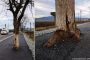 Șoseaua din vestul țării care îi uimește pe șoferi. „Au crescut copacii prin asfalt” (video)