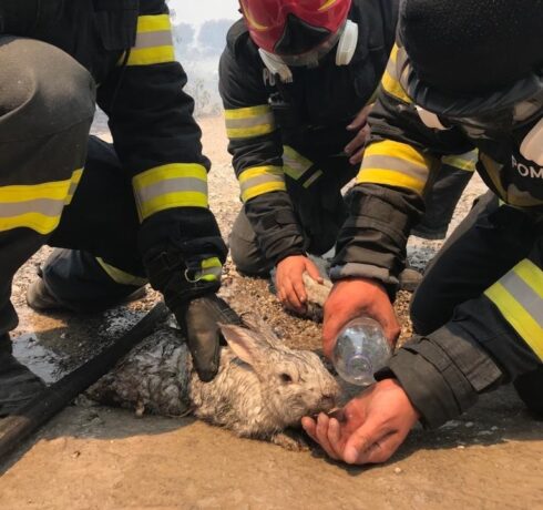 Pompierii români, îngeri salvatori în Grecia