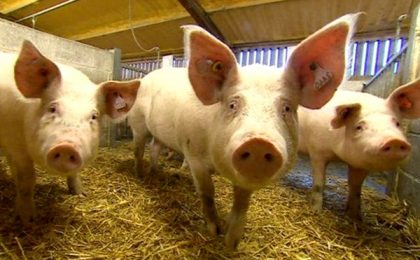 Una dintre cele mai mari ferme de reproducţie porci din Europa se construieşte în vestul țării