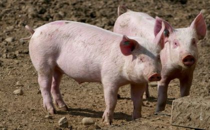 Pestă porcină confirmată lângă Timișoara. Vor fi sacrificate 39.000 de animale