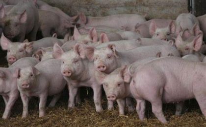 Într-o fermă din Timiş s-a reuşit izolarea virusului pestei porcine africane. ANSVSA: "22.000 de porci au fost sacrificaţi şi valorificaţi economic"