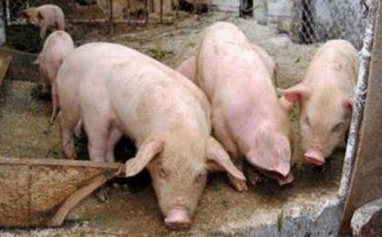 Suspiciune de pestă porcină africană la o fermă de lângă Timişoara. 39.000 de porci ar putea fi ucişi şi vor fi stabilite zone de protecţie şi de supraveghere
