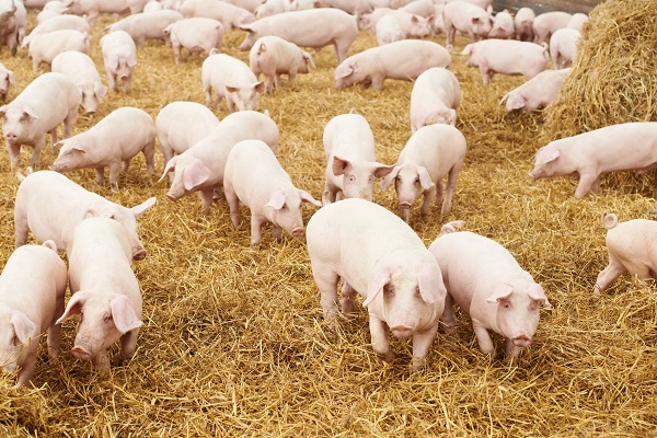 Carnea de porc consumată în România, foarte scumpă și în mare parte din import