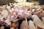 Asociația Producătorilor de Carne de Porc din România Fermele de porci lucrează în pierdere și ar putea să se închidă
