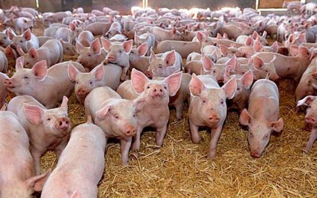 Prețul cărnii de porc se va dubla în România: vestea vine de la unul dintre cei mai mari fermieri din vestul țării