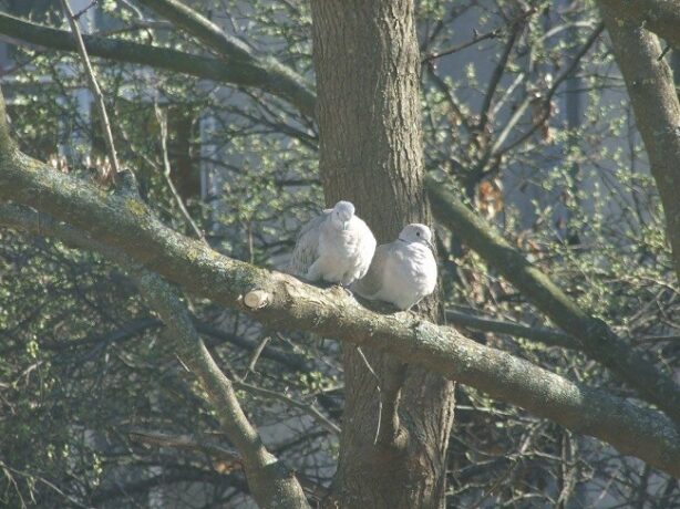 Prognoza meteo până pe 23 martie: cald în toată țara, precipitații după jumătatea lunii. Vremea în Banat